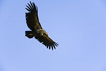 California Condor (Gymnogyps californianus) radio tagged juvenile, born in the wild near the Grand Canyon, critically endangered, condors are the largest bird in North America with a 9 foot wingspan,...