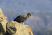 California Condor (Gymnogyps californianus) juvenile wearing a radio transmitter sitting on rocky cliff in autumn, one of a few born in the wild in Grand Canyon near Zion National Park, Utah