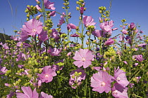 Musk Mallow (Malva moschata) pink flower blossoms with notched petals in summer, seashore of the Bay of Fundy, Nova Scotia, Canada