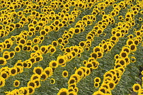 Field of rows of cultivated sunflowers with ripe seeds in farmer's field, evening, western Kansas