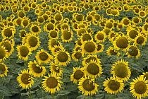 Common Sunflower (Helianthus annuus) field, close up of cultivated blooms with mature seeds in farmer's field, evening, Kansas