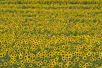 Common Sunflower (Helianthus annuus) field of cultivated blooms with mature seeds in farmer's field, evening, Kansas