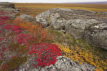 Dwarf Birch (Betula nana) dwarf willow, lichens and berry bushes surround small rocky ridge containing good fox denning sites near Dalton Highway, autumn afternoon, North Slope, arctic Alaska