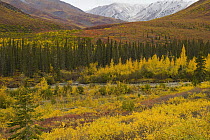 Black Spruce (Picea mariana) at their northern most range in tundra in fall colors, mountain stream rushing down among boulders, and high rocky peaks in first snow, Brooks Range, arctic Alaska