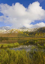 Mountains in first autumn snow and big cumulus clouds in blue sky reflecting in tundra pond, afternoon, Brooks Range, arctic Alaska