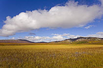 Mount Galen, colorful tundra, cumulus clouds and glacial kettle pond slowly disappearing in surrounding vegetation, in autumn, Denali National Park, Alaska