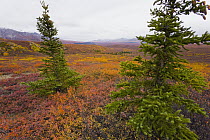 Dwarf Birch (Betula nana) and isolated Black Spruce (Picea mariana) trees with lichens and berry bushes in colorful tundra in autumn, Denali National Park, Alaska