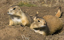Black-tailed Prairie Dog (Cynomys ludovicianus) family on the mound surrounding their burrow in grasslands, fall afternoon, endangered, Wind Cave National Park, South Dakota