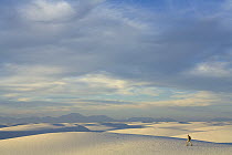Man hiker wearing shorts, a hat and a backpack, 52, walking alone in a big sprawling landscape of sand and distant mountains, across white sand dunes, evening, autumn, White Sands National Park, New M...