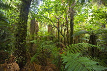 Native bush, trees, ferns, bushes, green and dripping with moisture even in winter, West Coast, South Island, New Zealand