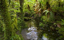 Stream in native bush, trees, ferns, bushes, green and dripping with moisture even in winter, West Coast, South Island, New Zealand