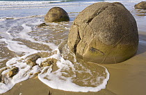 Moeraki Boulders are septarian concretions which have been exhumed from the mudstone enclosing them and concentrated on the beach by coastal erosion, Otago, South Island, New Zealand