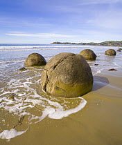 Moeraki Boulders are septarian concretions which have been exhumed from the mudstone enclosing them and concentrated on the beach by coastal erosion, Otago, South Island, New Zealand
