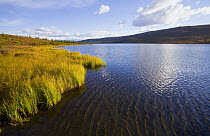 Golden fall grasses around Wonder Lake, cumulus clouds and small ripples on water, fall evening, Denali National Park, Alaska
