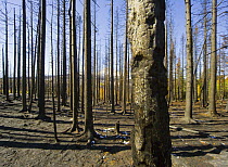 Charred trunks of spruce trees after recent forest fire caused by lightning during prolonged drought, Glacier National Park, Montana