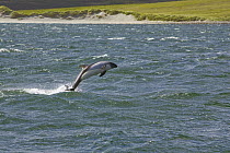 Commerson's Dolphin (Cephalorhynchus commersonii) leaping in sheltered bay along sandy coastline of East Falkland Island, Falkland Islands