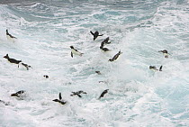 Rockhopper Penguin (Eudyptes chrysocome) in sea surf trying to get on shore, New Island, Falkland Islands
