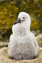 Black-browed Albatross (Thalassarche melanophrys) chick, New Island, Falkland Islands
