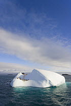Chinstrap Penguin (Pygoscelis antarctica) group congregating on iceberg, South Shetland Islands, Antarctica