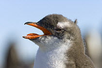 Gentoo Penguin (Pygoscelis papua) chick vocalizing, Yankee Harbor, Antarctica