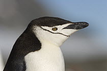 Chinstrap Penguin (Pygoscelis antarctica) alertly looking, Yankee Harbor, Antarctica