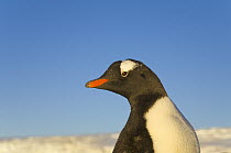 Gentoo Penguin (Pygoscelis papua) portrait, Yankee Harbor, Antarctica