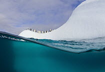 Chinstrap Penguin (Pygoscelis antarctica) group congregating on iceberg, seen from below, South Shetland Islands, Antarctica