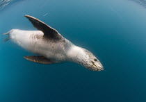 Leopard Seal (Hydrurga leptonyx) young, South Shetland Islands, Antarctica