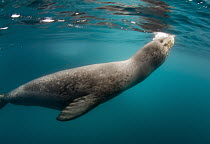 Leopard Seal (Hydrurga leptonyx) coming up for air, South Shetland Islands, Antarctica