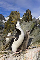 Chinstrap Penguin (Pygoscelis antarctica) parent vocalizing next to chick, Renier Point, South Shetland Islands, Antarctica