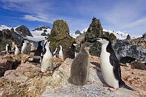 Chinstrap Penguin (Pygoscelis antarctica) colony made up of adults and chicks, Renier Point, South Shetland Islands, Antarctica