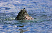Humpback Whale (Megaptera novaeangliae) bubble net feeding on krill, Antarctica