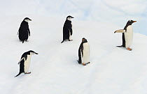 Gentoo Penguin (Pygoscelis papua) pair and Chinstrap Penguin (Pygoscelis antarctica) trio on iceberg, Gerlache Passage, Antarctica
