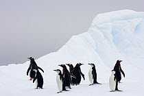 Gentoo Penguin (Pygoscelis papua) and Chinstrap Penguin (Pygoscelis antarctica) group on iceberg, Gerlache Passage, Antarctica