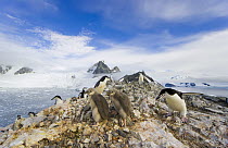 Chinstrap Penguin (Pygoscelis antarctica) colony, Spigot Point, Antarctica