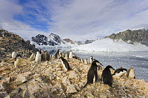 Chinstrap Penguin (Pygoscelis antarctica) colony, Spigot Point, Antarctica