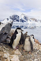 Chinstrap Penguin (Pygoscelis antarctica) parents and downy chicks, Spigot Point, Antarctica