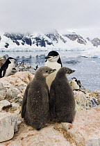 Chinstrap Penguin (Pygoscelis antarctica) chicks and parent, Spigot Point, Antarctica