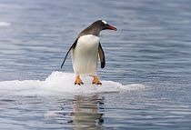 Gentoo Penguin (Pygoscelis papua) on small ice floe, Gerlache Passage, Antarctica