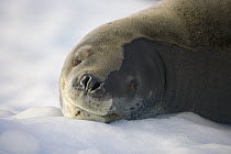 Leopard Seal (Hydrurga leptonyx) young resting on ice floe, Gerlache Passage, Antarctica