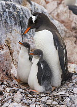 Gentoo Penguin (Pygoscelis papua) parent huddling with two chicks, Booth Island, Antarctica