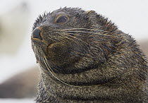 Antarctic Fur Seal (Arctocephalus gazella) portrait, Antarctica
