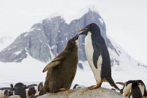 Adelie Penguin (Pygoscelis adeliae) chick begging parent for food, western Antarctica
