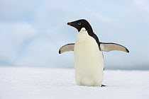 Adelie Penguin (Pygoscelis adeliae) standing on iceberg agitated, western Antarctica