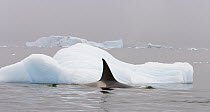Orca (Orcinus orca) showing yellow coloration of skin caused by diatom infestation, Prospect Point, Antarctica