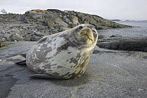Weddell Seal (Leptonychotes weddellii) waking up on coastal rock slab, Cape Evensen, western Antarctica