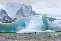 Adelie Penguin (Pygoscelis adeliae) standing on iceberg with Crabeater Seal (Lobodon carcinophagus) approaching, western Antarctica