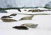 Crabeater Seal (Lobodon carcinophagus) group resting on ice floe, Antarctica