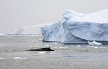 Humpback Whale (Megaptera novaeangliae) swimming near iceberg, Prospect Point, Antarctica