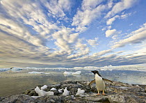 Adelie Penguin (Pygoscelis adeliae) flapping wings, Holtedahl Bay, Antarctica